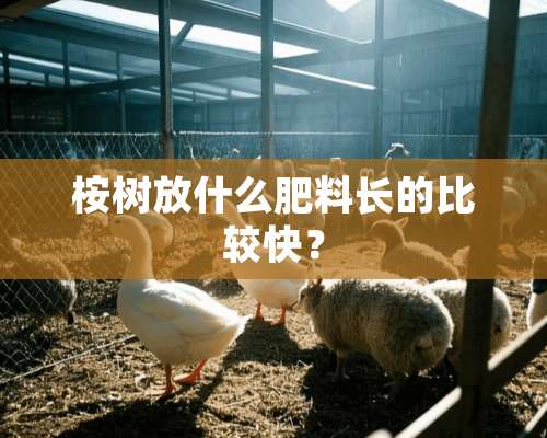 桉树放什么肥料长的比较快？