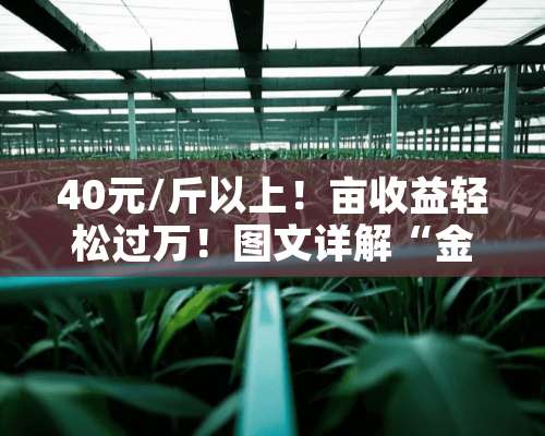 40元/斤以上！亩收益轻松过万！图文详解“金刚虾”是如何炼成的？