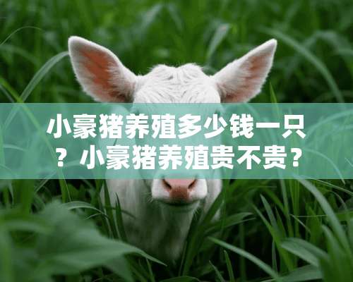 小豪猪养殖多少钱一只？小豪猪养殖贵不贵？