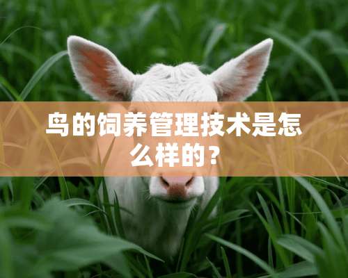 鸟的饲养管理技术是怎么样的？