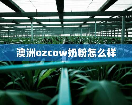 澳洲ozcow奶粉怎么样