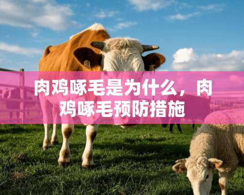 肉鸡啄毛是为什么，肉鸡啄毛预防措施