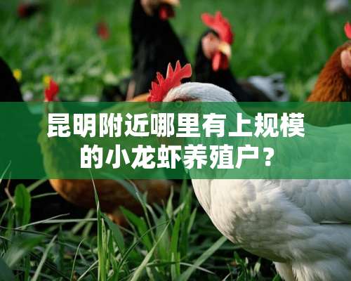 昆明附近哪里有上规模的小龙虾养殖户？