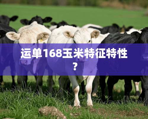 运单168玉米特征特性？