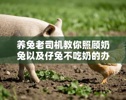 养兔老司机教你照顾奶兔以及仔兔不吃奶的办法