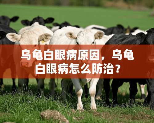 乌龟白眼病原因，乌龟白眼病怎么防治？