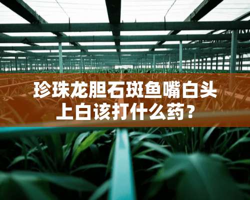 珍珠龙胆石斑鱼嘴白头上白该打什么药？