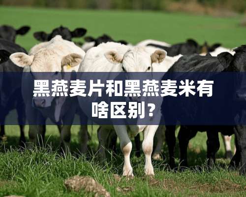 黑燕麦片和黑燕麦米有啥区别？