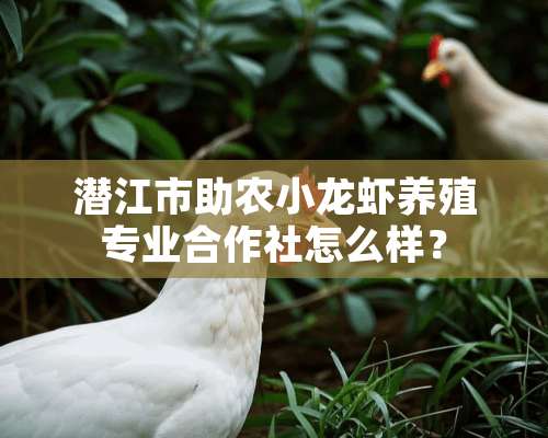 潜江市助农小龙虾养殖专业合作社怎么样？