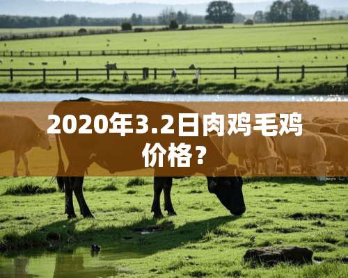 2020年3.2日肉鸡毛鸡价格？