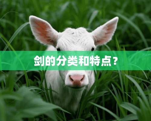 剑的分类和特点？