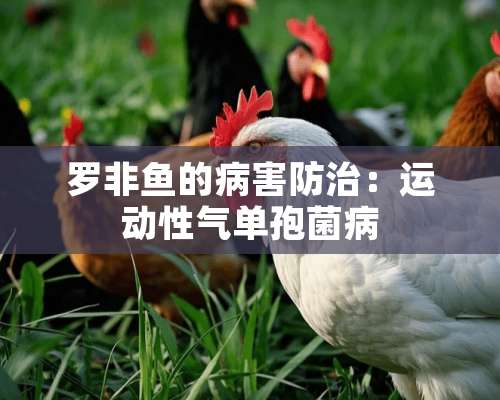 罗非鱼的病害防治：运动性气单孢菌病