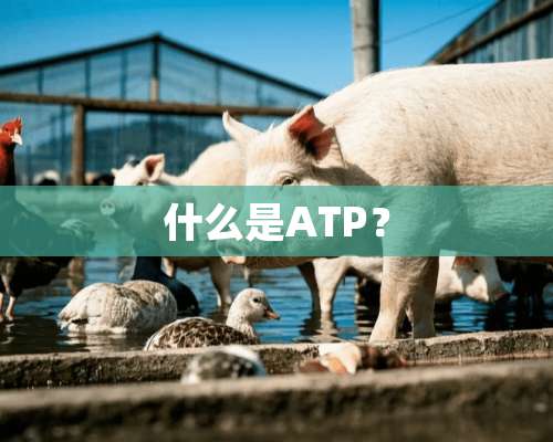 什么是ATP？