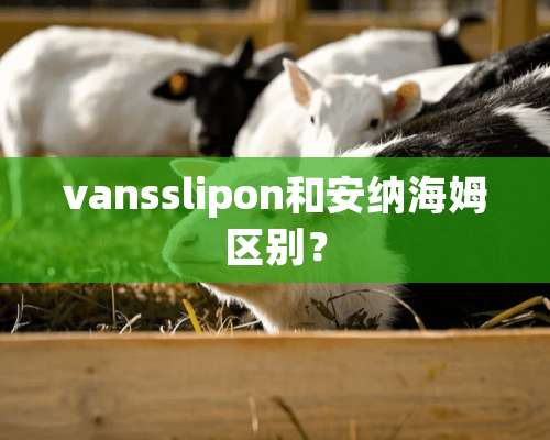 vansslipon和安纳海姆区别？