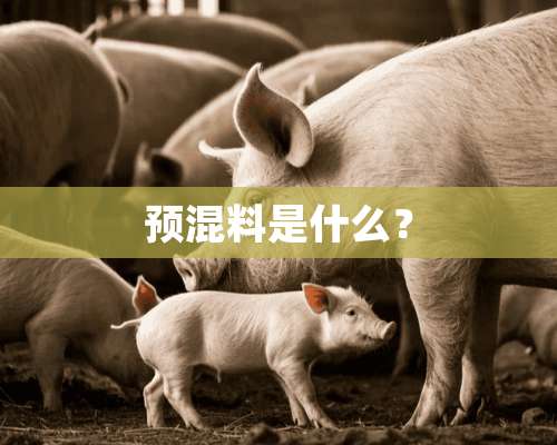 预混料是什么？