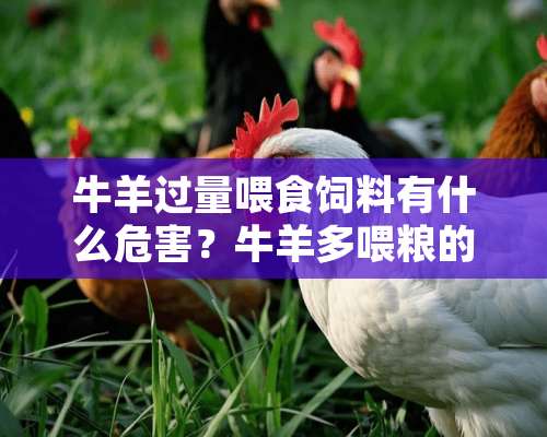 **过量喂食饲料有什么危害？**多喂粮的危害