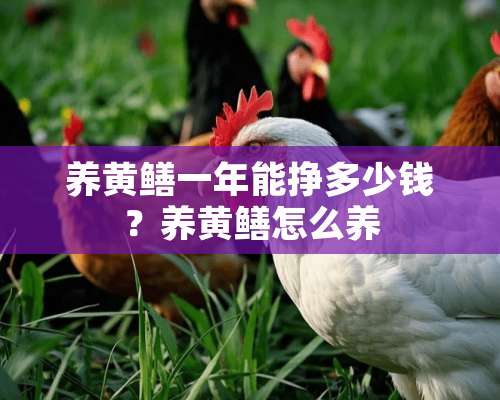 养黄鳝一年能挣多少钱？养黄鳝怎么养