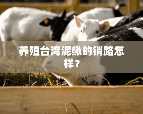 养殖台湾泥鳅的销路怎样？