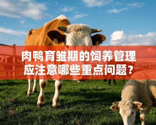 肉鸭育雏期的饲养管理应注意哪些重点问题？