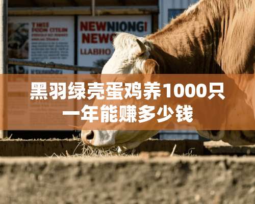 黑羽绿壳蛋鸡养1000只一年能赚多少钱