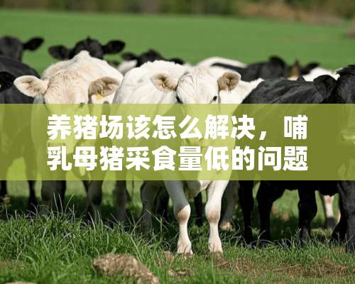 养猪场该怎么解决，哺乳母猪采食量低的问题？