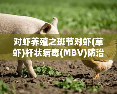 对虾养殖之斑节对虾(草虾)杆状**(MBV)防治技术