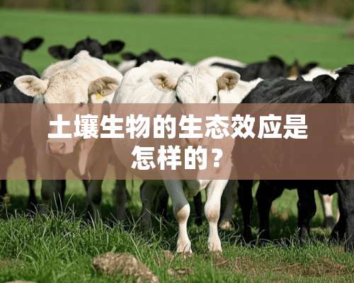 土壤生物的生态效应是怎样的？