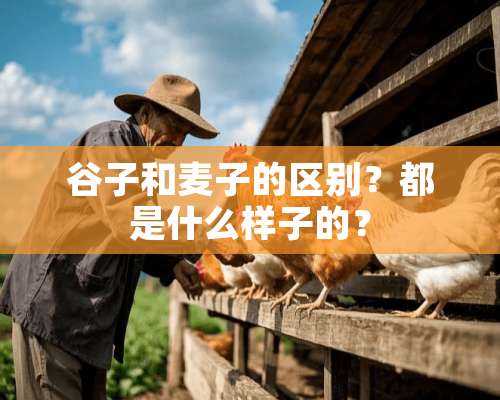 谷子和麦子的区别？都是什么样子的？