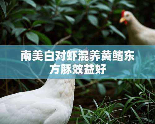 南美白对虾混养黄鳍东方豚效益好