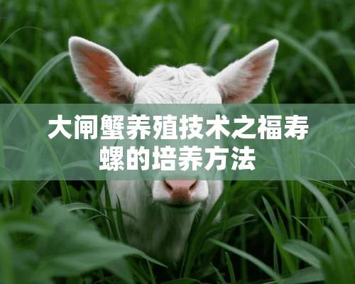 大闸蟹养殖技术之福寿螺的培养方法