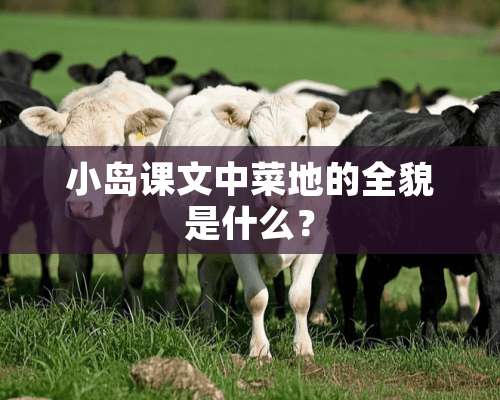 小岛课文中菜地的全貌是什么？