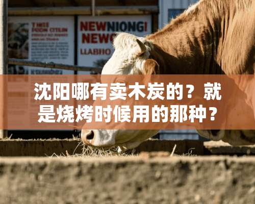 沈阳哪有卖木炭的？就是烧烤时候用的那种？