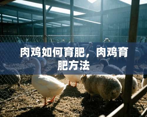 肉鸡如何育肥，肉鸡育肥方法