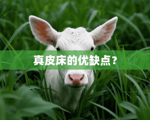 真皮床的优缺点？