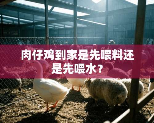 肉仔鸡到家是先喂料还是先喂水？