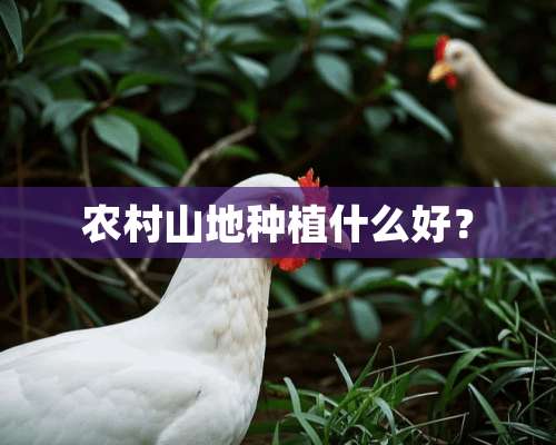 农村山地种植什么好？