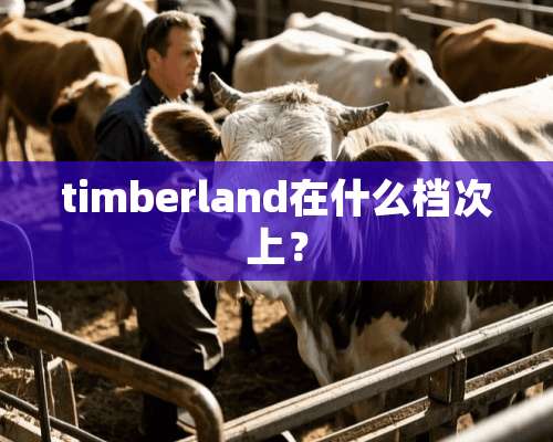 timberland在什么档次上？