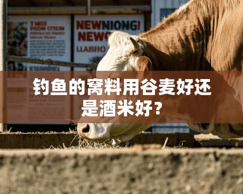 钓鱼的窝料用谷麦好还是酒米好？