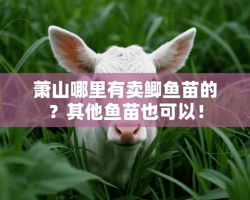 萧山哪里有卖鲫鱼苗的？其他鱼苗也可以！