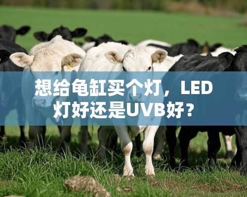 想给龟缸买个灯，LED灯好还是UVB好？