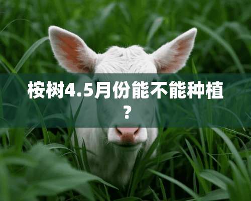 桉树4.5月份能不能种植？