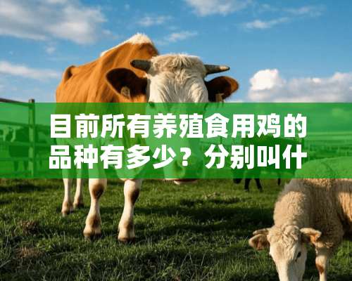 目前所有养殖食用鸡的品种有多少？分别叫什么？