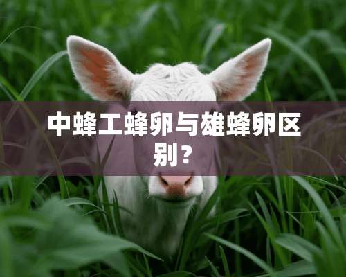 中蜂工蜂卵与雄蜂卵区别？