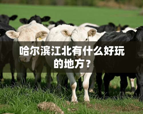 哈尔滨江北有什么好玩的地方？