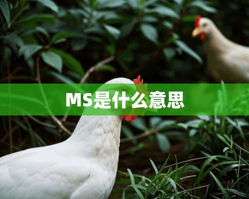 MS是什么意思