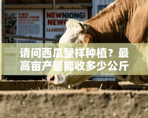 请问西瓜整样种植？最高亩产量能收多少公斤？