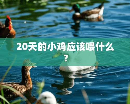 20天的小鸡应该喂什么？