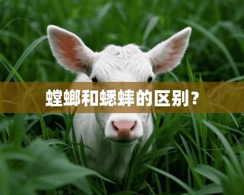 螳螂和蟋蟀的区别？