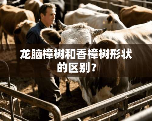 龙脑樟树和香樟树形状的区别？