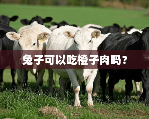 兔子可以吃橙子肉吗？